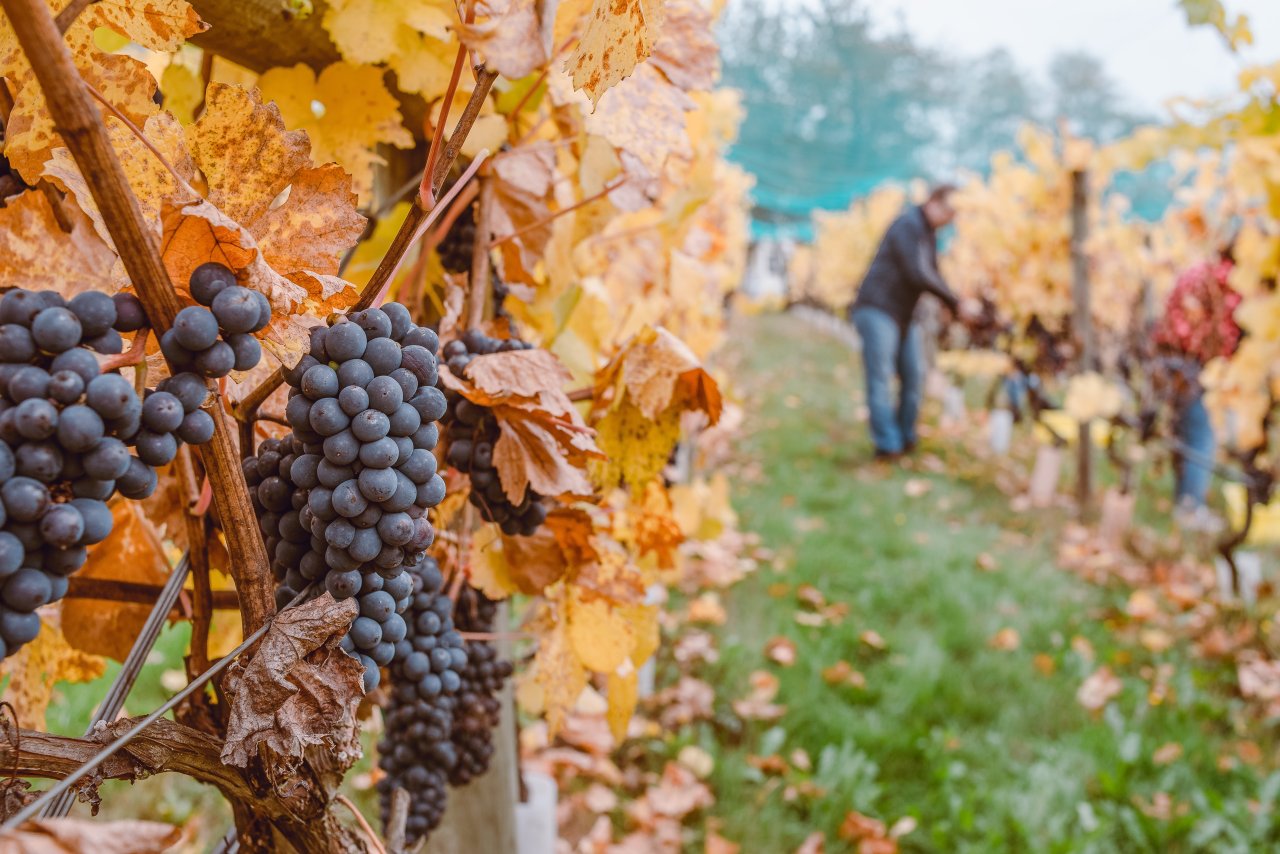 Worker picking grapes in New Zealand.